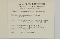 茵蔯蒿藏品圖，第2張