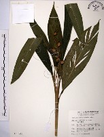 山月桃藏品圖，第1張