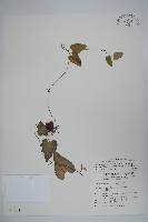 金錢豹藏品圖，第1張