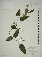 亨利氏鐵線蓮藏品圖，第1張