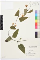 亨利氏鐵線蓮藏品圖，第2張