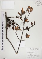 高氏桑寄生藏品圖，第1張