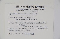 圓葉冬青藏品圖，第2張