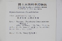 圓葉冬青藏品圖，第2張