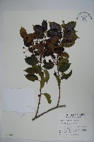 刻脈冬青藏品圖，第1張