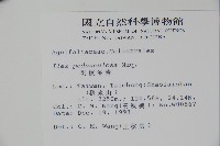 刻脈冬青藏品圖，第2張