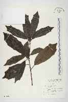 桃葉珊瑚藏品圖，第1張