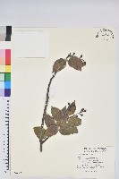 珍珠花、長尾葉越橘藏品圖，第1張