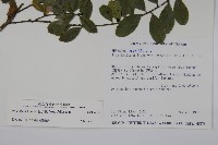 假黃楊藏品圖，第2張