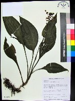 細點根節蘭藏品圖，第1張