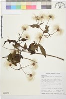 小木通藏品圖，第1張