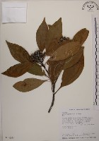 木荷藏品圖，第1張