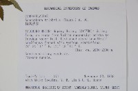 輪葉沙參藏品圖，第2張