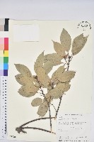 青剛櫟、鐵椆藏品圖，第1張