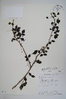 三葉五加藏品圖，第1張