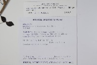 三葉五加藏品圖，第2張