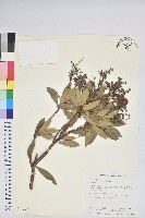 臺灣馬醉木藏品圖，第1張