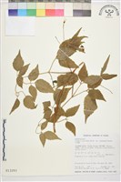 小木通藏品圖，第1張