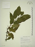 中原氏鼠李藏品圖，第1張