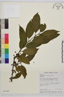 中原氏鼠李藏品圖，第2張