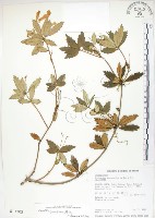 石吊蘭、吊石苣苔藏品圖，第1張