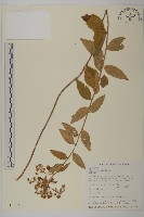 絨山白蘭藏品圖，第1張