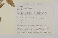 絨山白蘭藏品圖，第2張