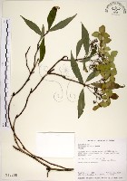 華八仙藏品圖，第1張