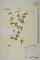 疏花繁縷藏品圖，第1張