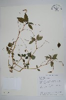 紫花鳳仙花藏品圖，第1張