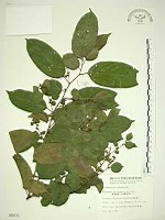 桶鉤藤藏品圖，第1張