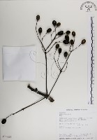 楝、苦楝藏品圖，第1張