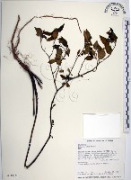 光果龍葵藏品圖，第1張