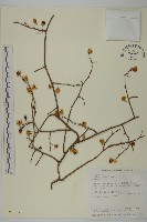 南華南蛇藤，青江藤藏品圖，第1張