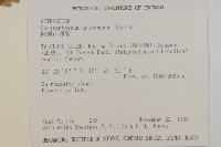 阿里山油菊藏品圖，第2張