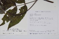 冇骨消藏品圖，第2張