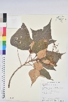 白匏子藏品圖，第1張