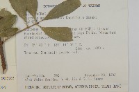 厚葉衛矛, 源一木藏品圖，第2張