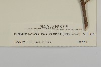 厚葉衛矛, 源一木藏品圖，第3張