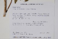 華八角楓藏品圖，第2張