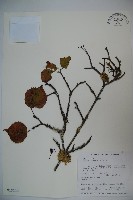 玉山糯米樹、狹葉糯米樹藏品圖，第1張