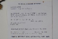 玉山糯米樹、狹葉糯米樹藏品圖，第2張