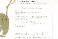 銳葉牽牛藏品圖，第2張