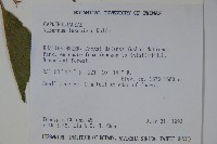 呂宋莢迷藏品圖，第2張