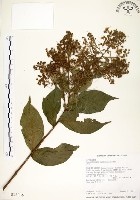 九芎藏品圖，第1張