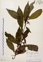 茜草樹藏品圖，第1張