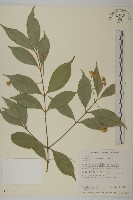 大丁黃藏品圖，第1張