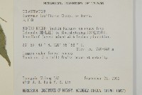 大丁黃藏品圖，第2張