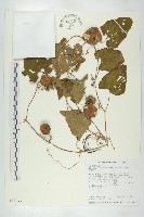 青牛膽藏品圖，第1張