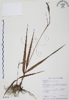 臺灣白及藏品圖，第1張